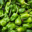 Famous Spanish Heirloom Padron Pepper 10 PCS Seeds Famous Spanish Heirloom Padron Pepper 10 PCS Seeds