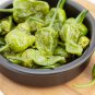 Famous Spanish Heirloom Padron Pepper 10 PCS Seeds