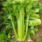 F1 Hybrid Celery Garden Green Chinese Vegetables 10000 PCS Seeds F1 Hybrid Celery Garden Green Chinese Vegetables 10000 PCS Seeds