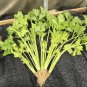 F1 Hybrid Celery Garden Green Chinese Vegetables 10000 PCS Seeds