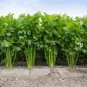 F1 Hybrid Celery Garden Green Chinese Vegetables 10000 PCS Seeds