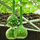 Extra Long Handle Dipper Gourd 10 PCS Seeds Extra Long Handle Dipper Gourd 10 PCS Seeds