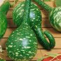 Extra Long Handle Dipper Gourd 10 PCS Seeds