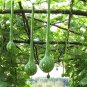Extra Long Handle Dipper Gourd 10 PCS Seeds