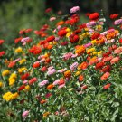 Exotic Zinnia Pretty Pastel Flowering Plants Home Garden Potted 100 PCS Seeds Exotic Zinnia Pretty Pastel Flowering Plants Home Garden Potted 100 PCS Seeds