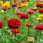 Exotic Zinnia Pretty Pastel Flowering Plants Home Garden Potted 100 PCS Seeds