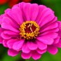Exotic Zinnia Pretty Pastel Flowering Plants Home Garden Potted 100 PCS Seeds