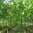 fast growing tree Paulownia 500 PCS Seeds