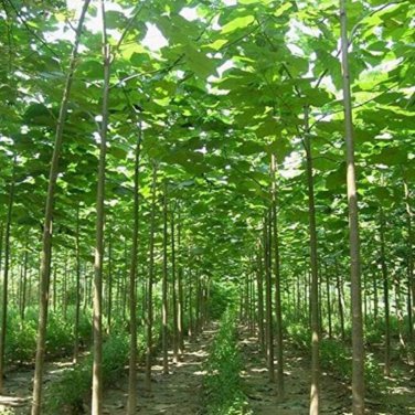 fast growing tree Paulownia 500 PCS Seeds