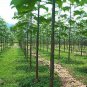 fast growing tree Paulownia 500 PCS Seeds