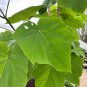 fast growing tree Paulownia 500 PCS Seeds