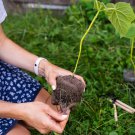 fast growing tree Paulownia 200 PCS Seeds fast growing tree Paulownia 200 PCS Seeds