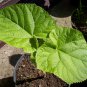 fast growing tree Paulownia 200 PCS Seeds