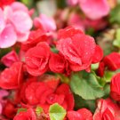 Exotic Rieger Begonia Flowers 50 PCS Seeds Exotic Rieger Begonia Flowers 50 PCS Seeds