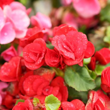 Exotic Rieger Begonia Flowers 50 PCS Seeds
