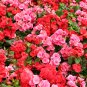 Exotic Rieger Begonia Flowers 50 PCS Seeds