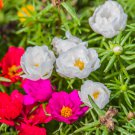 Exotic Portulaca Grandiflora Moss-rose Purslane Double Indoor 100 PCS Seeds