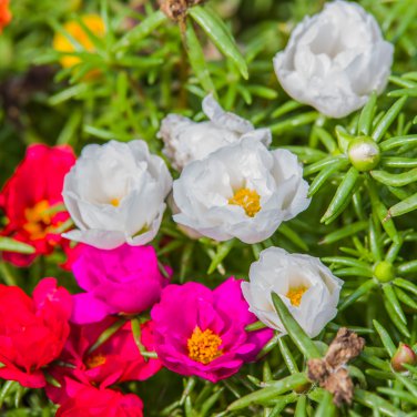 Exotic Portulaca Grandiflora Moss-rose Purslane Double Indoor 100 PCS Seeds