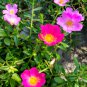 Exotic Portulaca Grandiflora Moss-rose Purslane Double Indoor 100 PCS Seeds