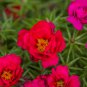 Exotic Portulaca Grandiflora Moss-rose Purslane Double Indoor 100 PCS Seeds