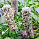 Farmers Jalapeno Pepper 5 PCS Seeds Farmers Jalapeno Pepper 5 PCS Seeds