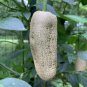 Farmers Jalapeno Pepper 5 PCS Seeds