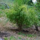Fargesia fungosa BambooHardy clumping Type Garden Decoration Bonsai 20 PCS Seeds
