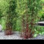 Fargesia fungosa BambooHardy clumping Type Garden Decoration Bonsai 20 PCS Seeds