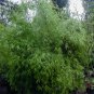 Fargesia fungosa BambooHardy clumping Type Garden Decoration Bonsai 20 PCS Seeds