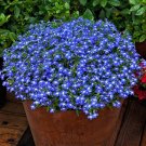 Exotic Lobelia Garden Indoor Bonsai Flower Plant (Blue) 500 PCS Seeds