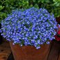 Exotic Lobelia Garden Indoor Bonsai Flower Plant (Blue) 500 PCS Seeds