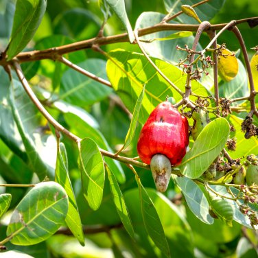 Exotic Cashew Tree Anacardium Occidentale 5 PCS Seeds