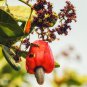 Exotic Cashew Tree Anacardium Occidentale 5 PCS Seeds
