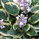 Exotic Hosta Plant Four Seasons Flower 50 PCS Seeds Exotic Hosta Plant Four Seasons Flower 50 PCS Seeds