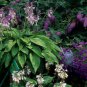 Exotic Hosta Plant Four Seasons Flower 50 PCS Seeds
