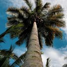 Exotic Bottle Palm Bonsai Tropical Ornamental Tree Plant 20 PCS Seeds Exotic Bottle Palm Bonsai Tropical Ornamental Tree Plant 20 PCS Seeds