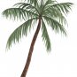 Exotic Bottle Palm Bonsai Tropical Ornamental Tree Plant 20 PCS Seeds