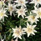 Exotic Edelweiss Flower Plant 200 PCS Seeds Exotic Edelweiss Flower Plant 200 PCS Seeds