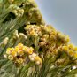 Exotic Edelweiss Flower Plant 200 PCS Seeds