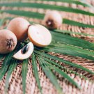Exotic Bottle Palm 20 PCS Seeds