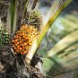Exotic Bottle Palm 20 PCS Seeds