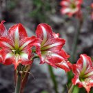 Exotic Amaryllis Barbados Lily Potted 50 PCS Seeds