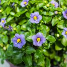 Exacum Affine Hybrid F1 Persian Violets 100 PCS Seeds Exacum Affine Hybrid F1 Persian Violets 100 PCS Seeds