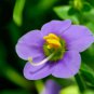 Exacum Affine Hybrid F1 Persian Violets 100 PCS Seeds
