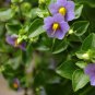 Exacum Affine Hybrid F1 Persian Violets 100 PCS Seeds