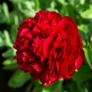 Exotic Double Peony 10 PCS Seeds Exotic Double Peony 10 PCS Seeds