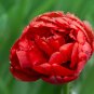 Exotic Double Peony 10 PCS Seeds