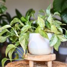 Exotic Climbing Epipremnum Aureum Bonsai 100 PCS Seeds Exotic Climbing Epipremnum Aureum Bonsai 100 PCS Seeds