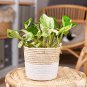 Exotic Climbing Epipremnum Aureum Bonsai 100 PCS Seeds