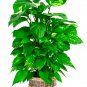 Exotic Climbing Epipremnum Aureum Bonsai 100 PCS Seeds